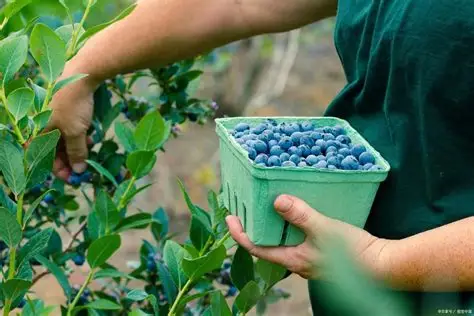 蓝莓视频-种植技术